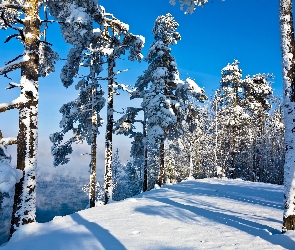 Ośnieżone, Zima, Światło, Drzewa, Góry