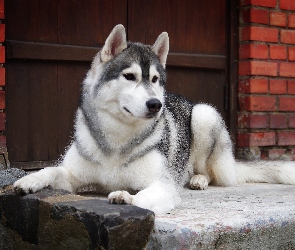 Stróż, Dom, Husky