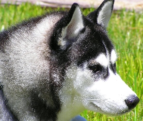 głowa, Siberian Husky