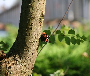 Drzewo, Motyl, Gałązka, Pień