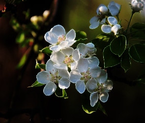 Białe, Fractalius, Drzewo, Owocowe, Kwiaty