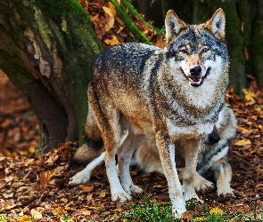 Drzewa, Pień, Wilki, Liście