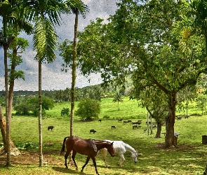 Obraz, Drzewa, Pastwisko, Konie