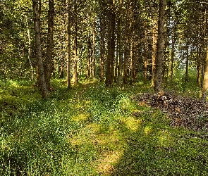 Przebijające, Światło, Las