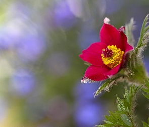 Sasanka, Makro, Bokeh