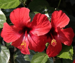 Hibiskus, Czerwony