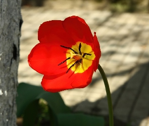 Cień, Tulipan, Drzewo, Czerwony