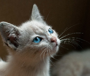 Niebieskie, Oczy, Kotek