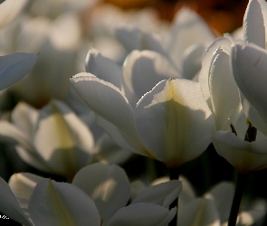 Tulipany, Płatki, Białe