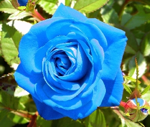 Róża, Pąki, Niebieska