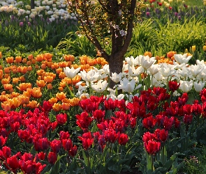 Kolorowe, Tulipany