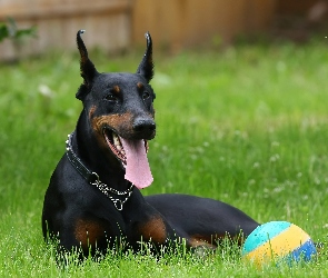 Doberman, Czarny, Piłka, Język, Łąka, Pies