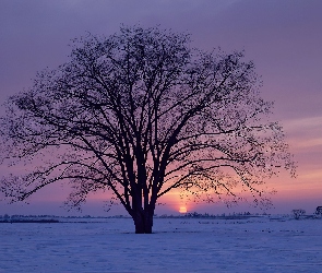 Zachodzące, Drzewo, Samotne, Słońce