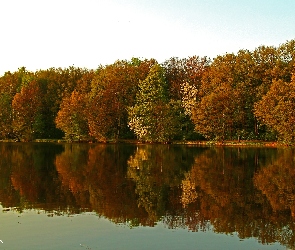 Jezioro, Drzewa