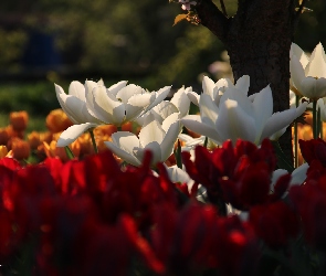 Tulipany, Drzewo, Białe
