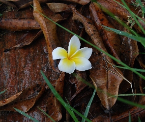 Plumeria, Trawa, Jesienne, Liście, Kwiatek