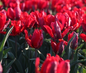 Czerwone, Tulipany
