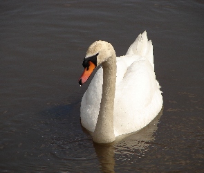 Łabędź, Staw