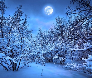Zima, Księżyc, Drzewa