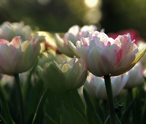 Tulipany, Płatki, Białoróżowe