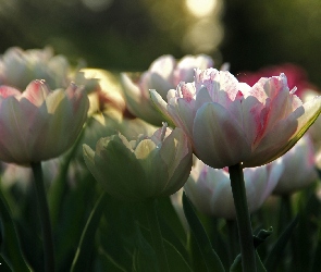 Białoróżowe, Płatki, Tulipany