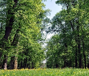 Las, Mniszek, Kwitnący, Łąka