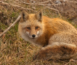 Rudy, Jesień, Łąka, Lisek