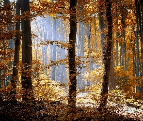 Słońca, Promienie, Las, Drzewa