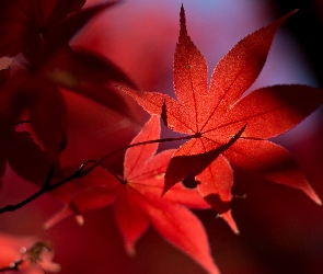 Jesień, Liście, Czerwone
