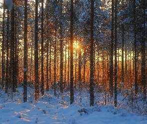 Las, Zachód, Śnieg