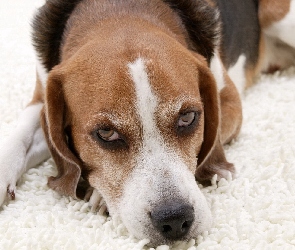 Beagle, Mordka