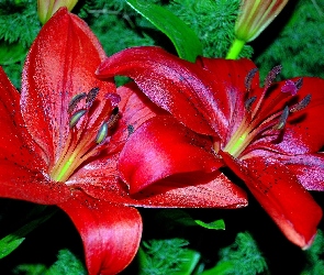 Czerwone, Lilia tygrysia, Kwiaty