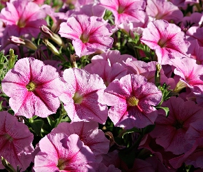 Petunia ogrodowa