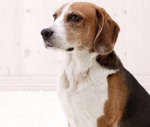 Beagle, Portret