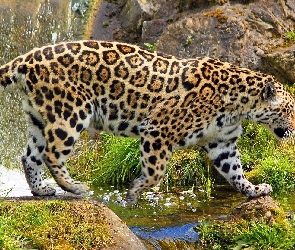 Woda, Skały, Jaguar
