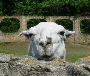 Kałków, Zoo, Lama, Mini