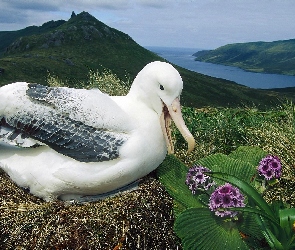 Albatros, Gniazdo, Łąka