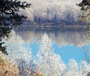 Rzeka, Zima, Ośnieżone, Drzewa, Lasy