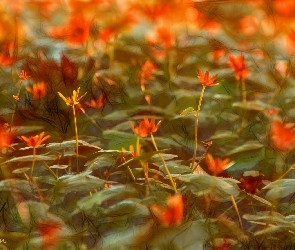 Ziarnopłon Wiosenny, Fractalius