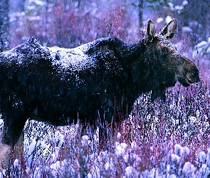 Śnieg, Łoś, Zima