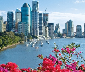 Australia, Brisbane, Domy, Kwiatki