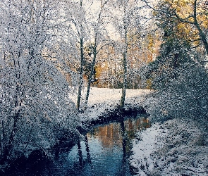 Rzeczka, Zima, Światło, Przebijające, Las