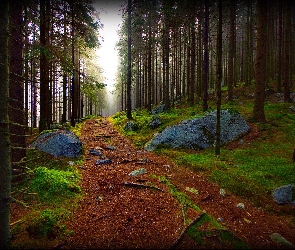 Las, Kamienie, Ścieżka, Drzewa