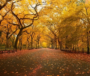 Stany Zjednoczone, Nowy Jork, Liście, Drzewa, Alejka, Central Park