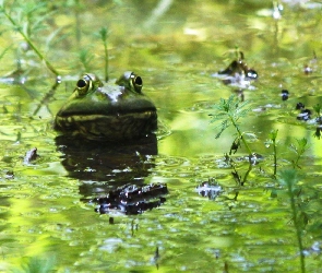Żaba, Jezioro