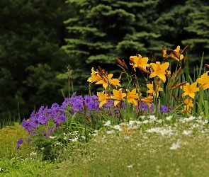 Kwiaty, Fioletowe, Żółte, Lilie