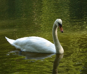 Łabędź, Staw