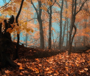 Las, Jesień, Mgła, Liście