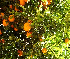Drzewko, Owoce, Dojrzałe, Pomarańczowe