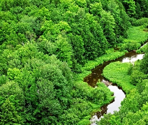 Rzeka, Meandrująca, Zielony, Las